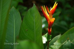 Heliconia psittacorum